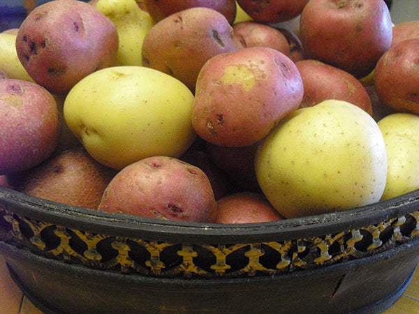 Seed Potatoes, Onion Sets & Spring Planting Roots