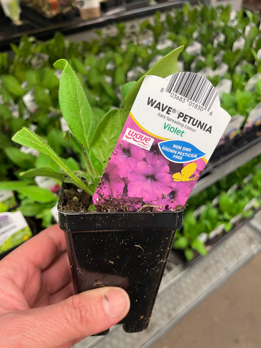 Seed Petunia Wave Violet  2.5" Pot