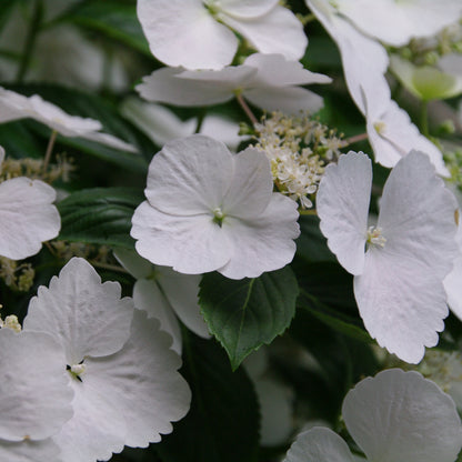 Hydrangea FairyTrail 15” HB