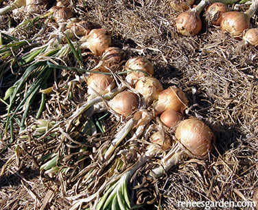 Onion Golden Sweet Spanish