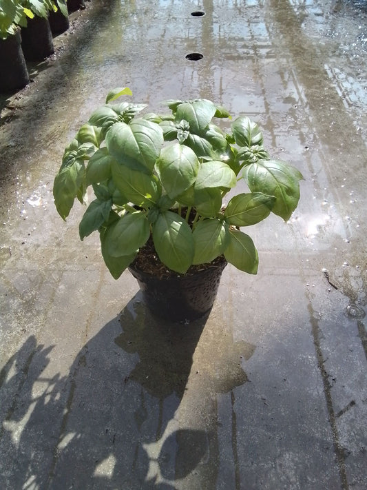 Basil Sweet Italian Large Leaf 4" Pot