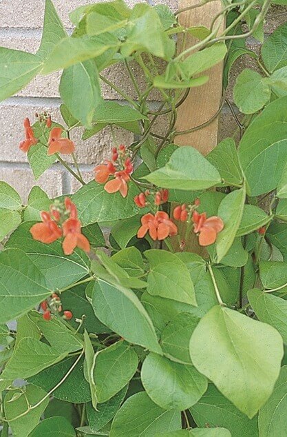 Scarlet Runner Pole Bean OSC Seed