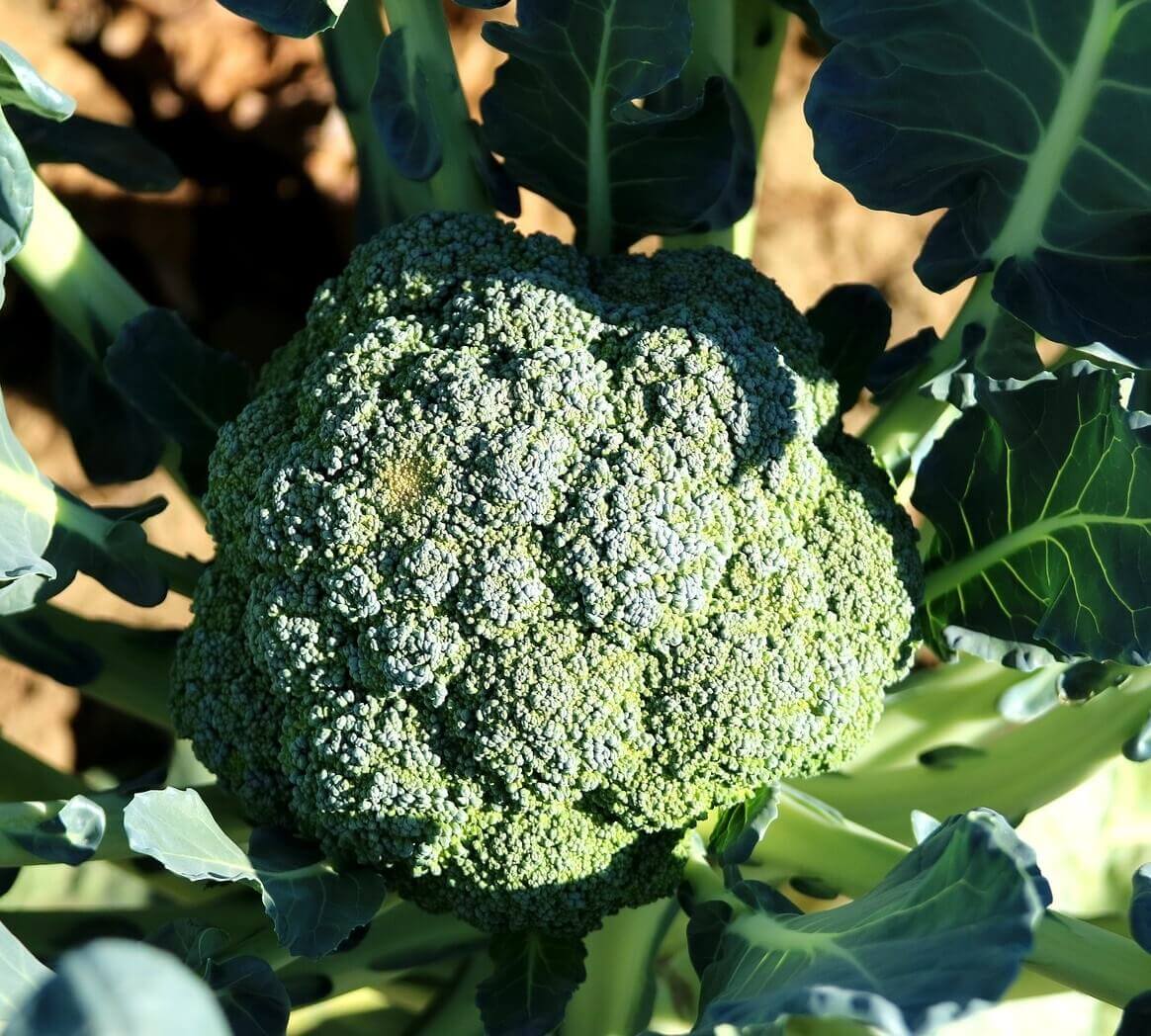 Broccoli Magic Shapoo Broccoli Green Magic OSC Seed – Garden Girl