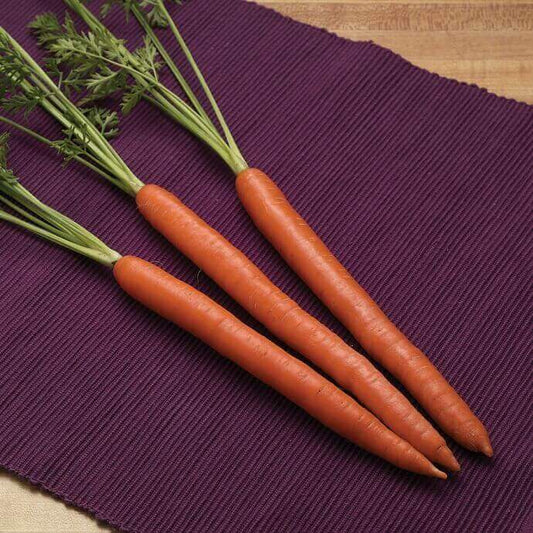 Carrot Triton OSC Seed