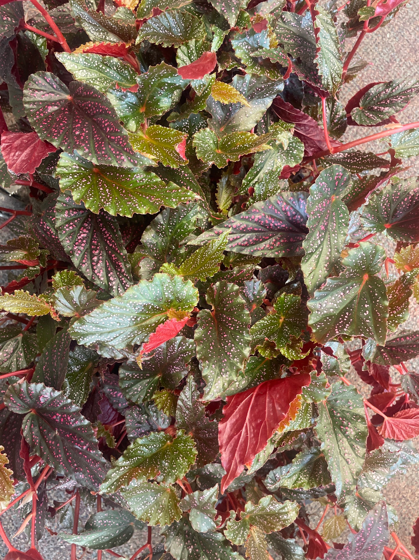 Begonia Angel Wing Pink 4" Pot