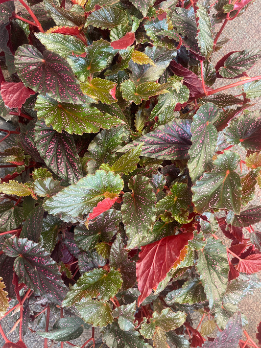Begonia Angel Wing Pink 4" Pot