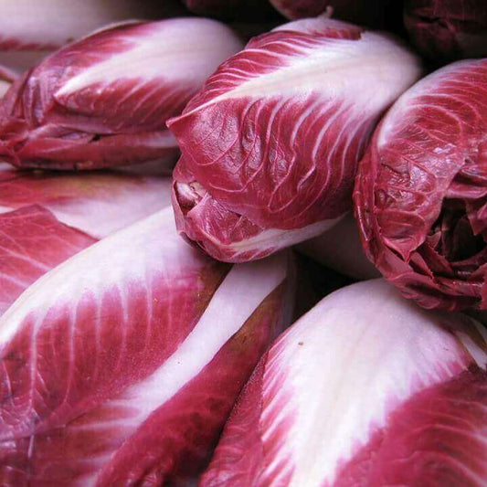 Radicchio Verona Red OSC seeds