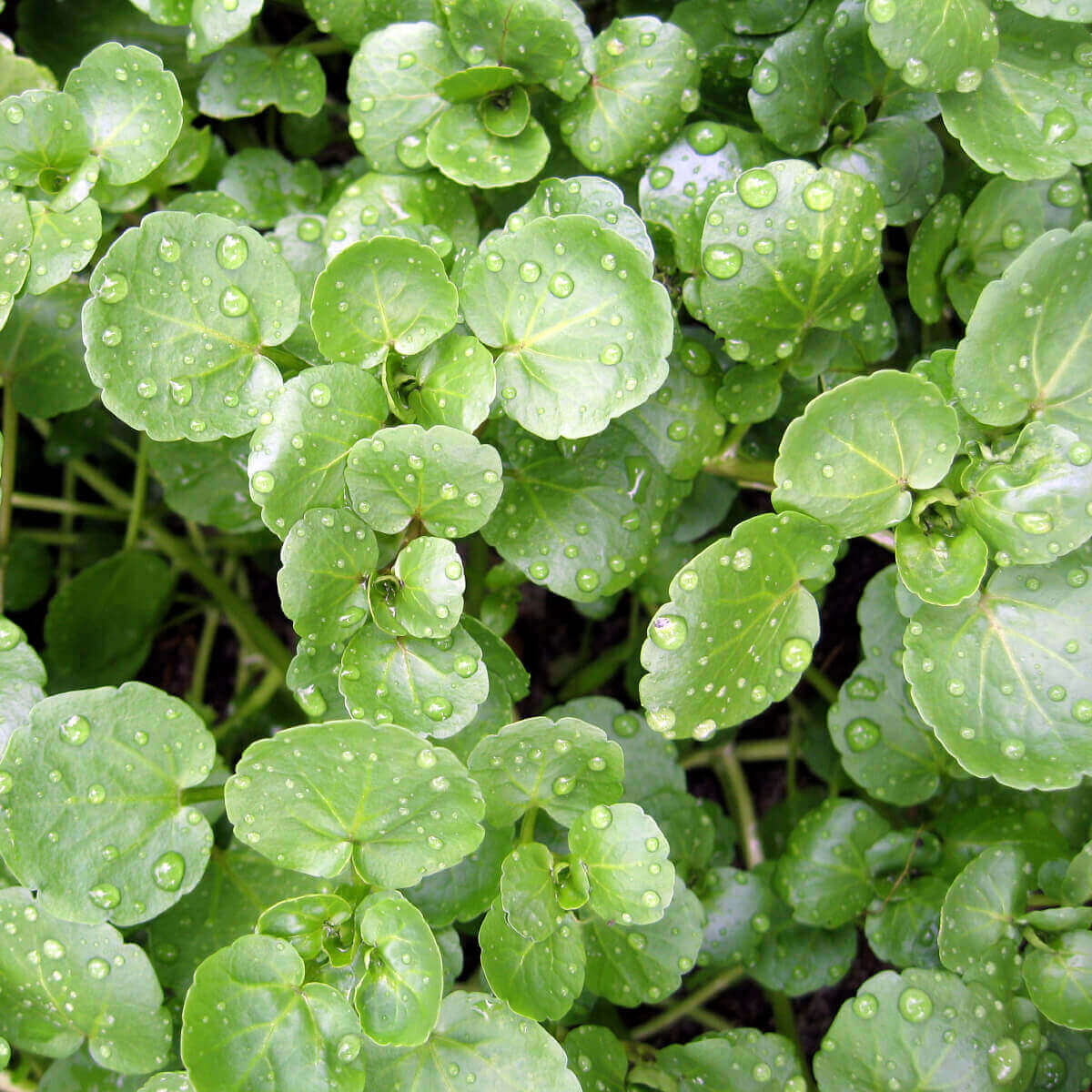 Cress True Watercress OSC Seed