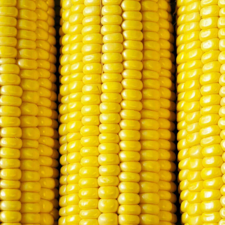 Corn Sunnyvee Sweet OSC Seed