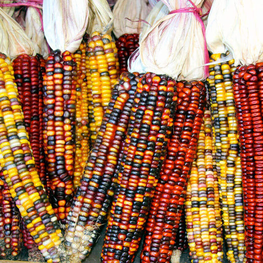 Corn Ornamental Mixed Colours  OSC Seed