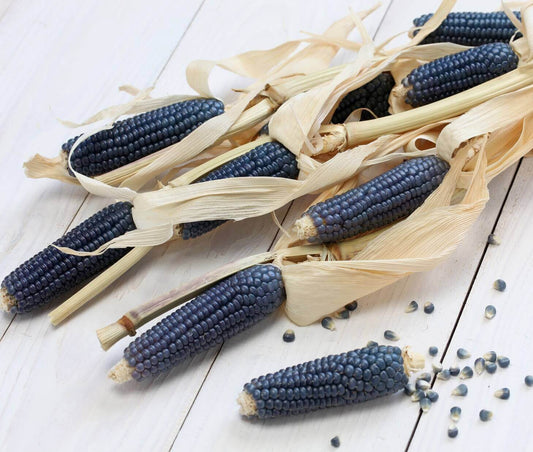 Corn Ornamental Blue Hopi OSC Seed