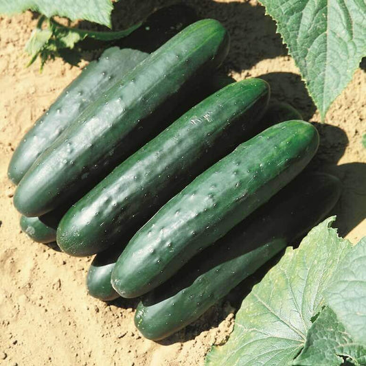 Cucumber Slicing Raider Hybrid OSC Seeds