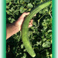 Cucumber Armenian OSC Seed