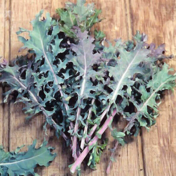 Kale Red Organic OSC Seed