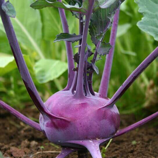 Kohlrabi Purple Vienna OSC Seed