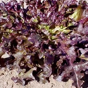 Lettuce Red Oakleaf OSC Seed
