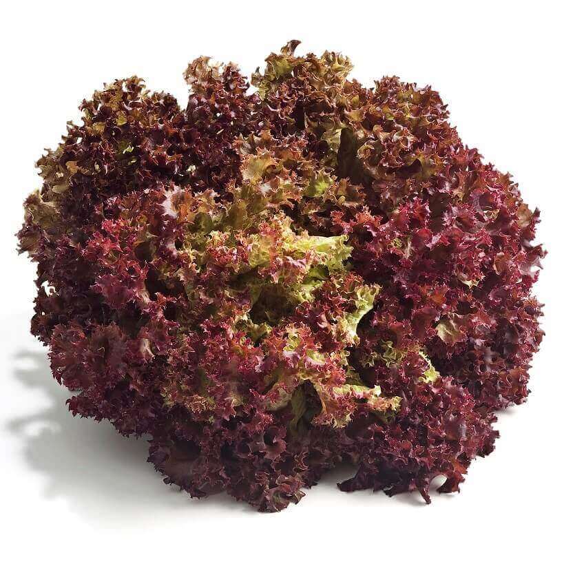 Lettuce Lolla Rossa OSC Seed – Garden Girl