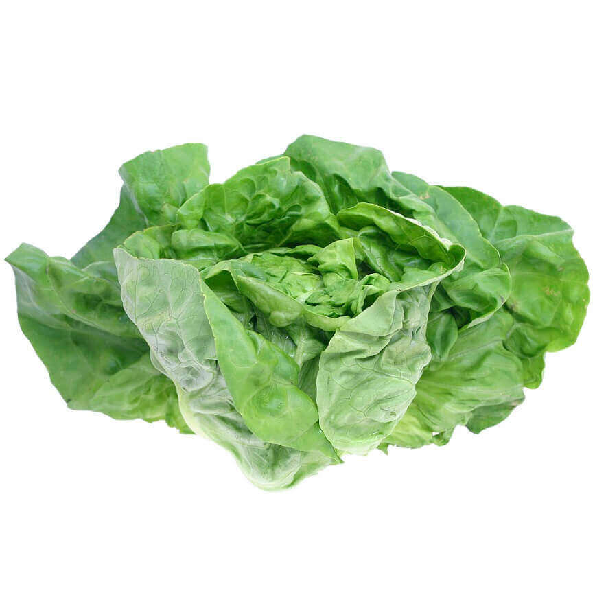 Lettuce Bibb OSC Seed