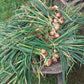 Onions Early Yellow Globe OSC seeds