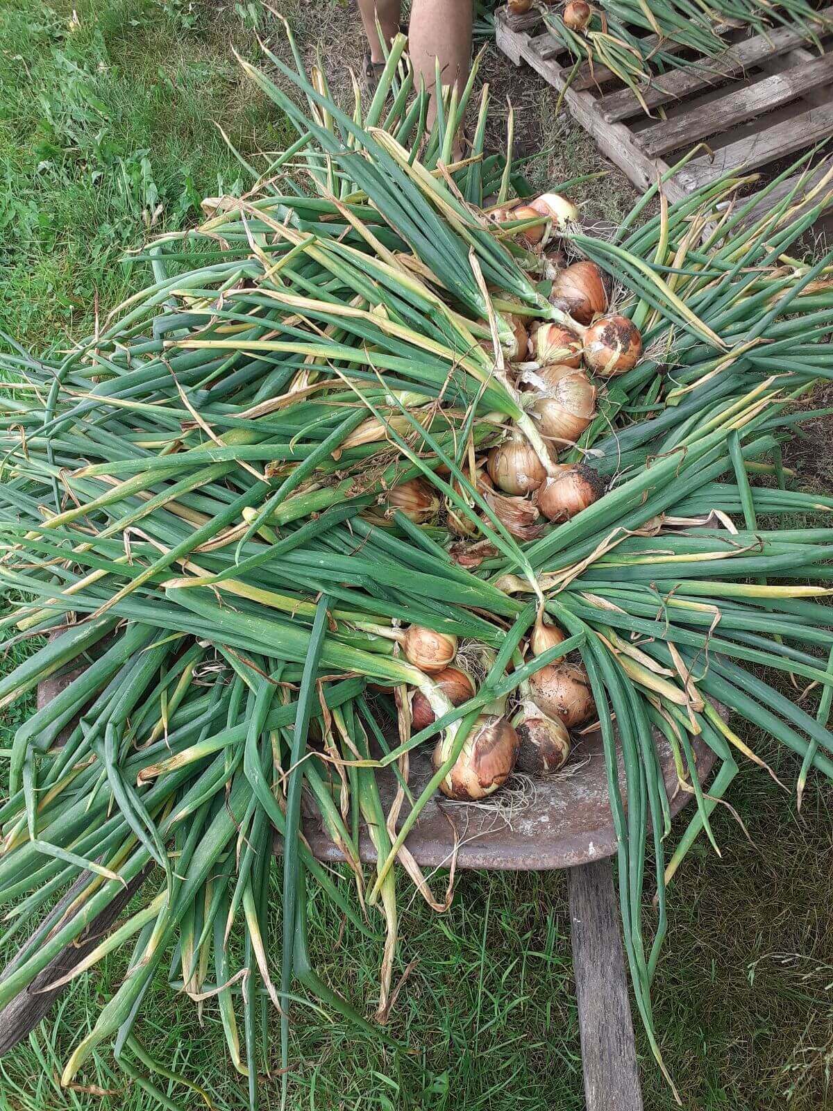 Onions Early Yellow Globe OSC seeds