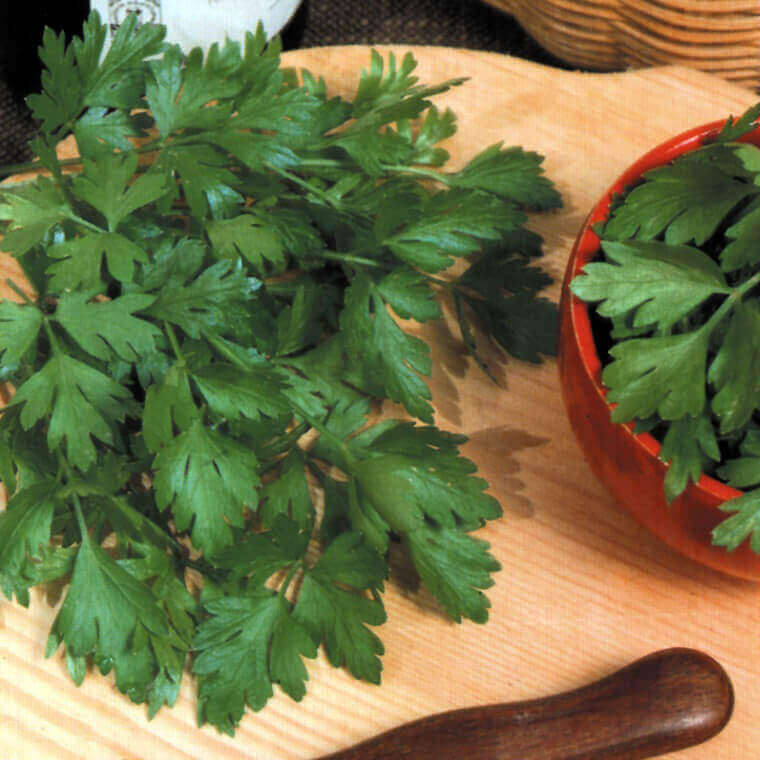 Parsley Plain Leaf Italian OSC Seed