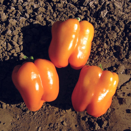 Pepper Sweet Bell Orange Sun OSC seeds