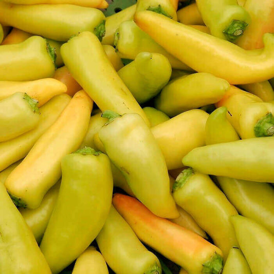 Pepper Hungarian Sweet Yellow OSC Seed