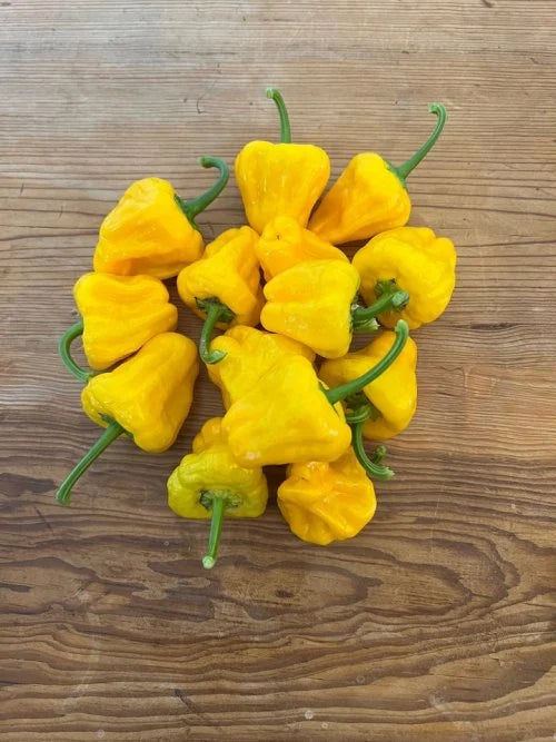 Pepper Scotch Bonnet OSC Seed