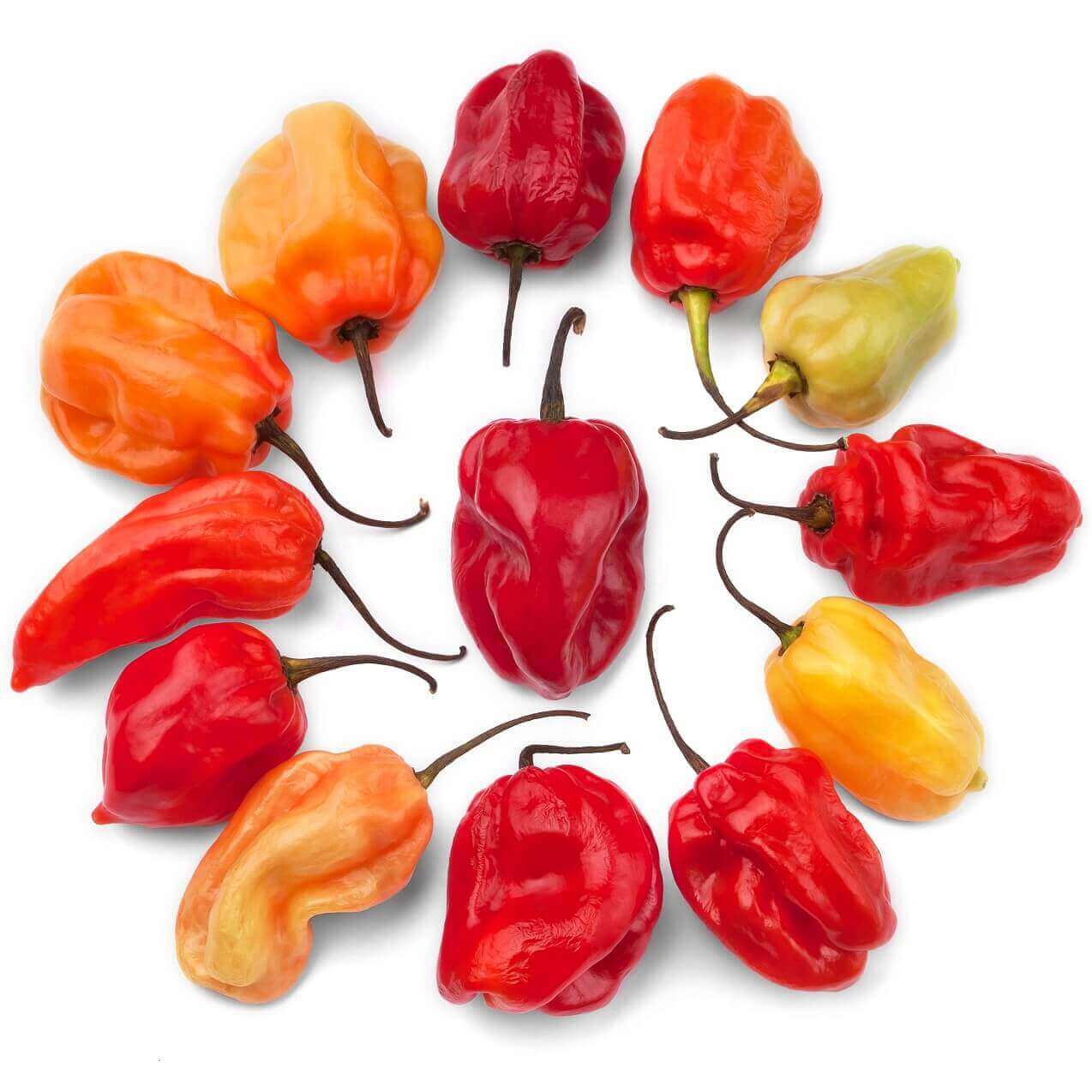 Pepper Caribbean Red Hot OSC seeds