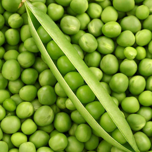 Peas Green Arrow OSC Seed