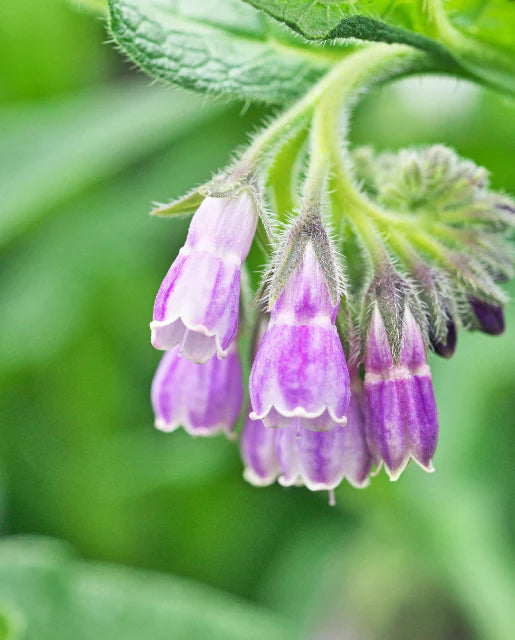 Comfrey WCS Seeds