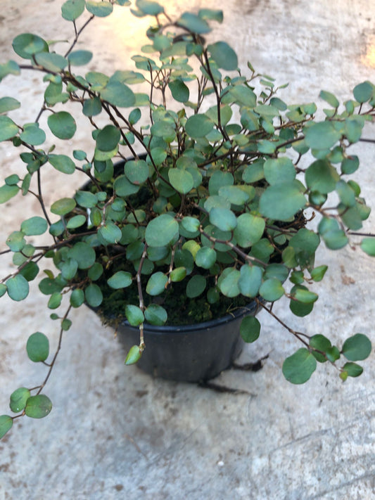 Wire Vine 4" Pot