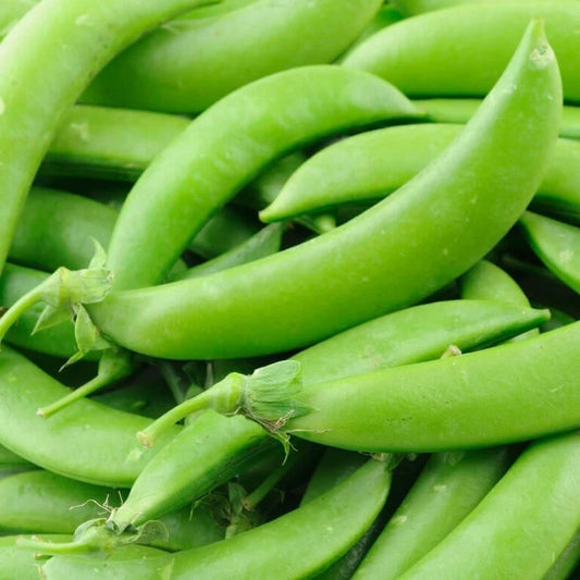 Peas Sugar Snap Vine Jumbo Pack OSC Seed