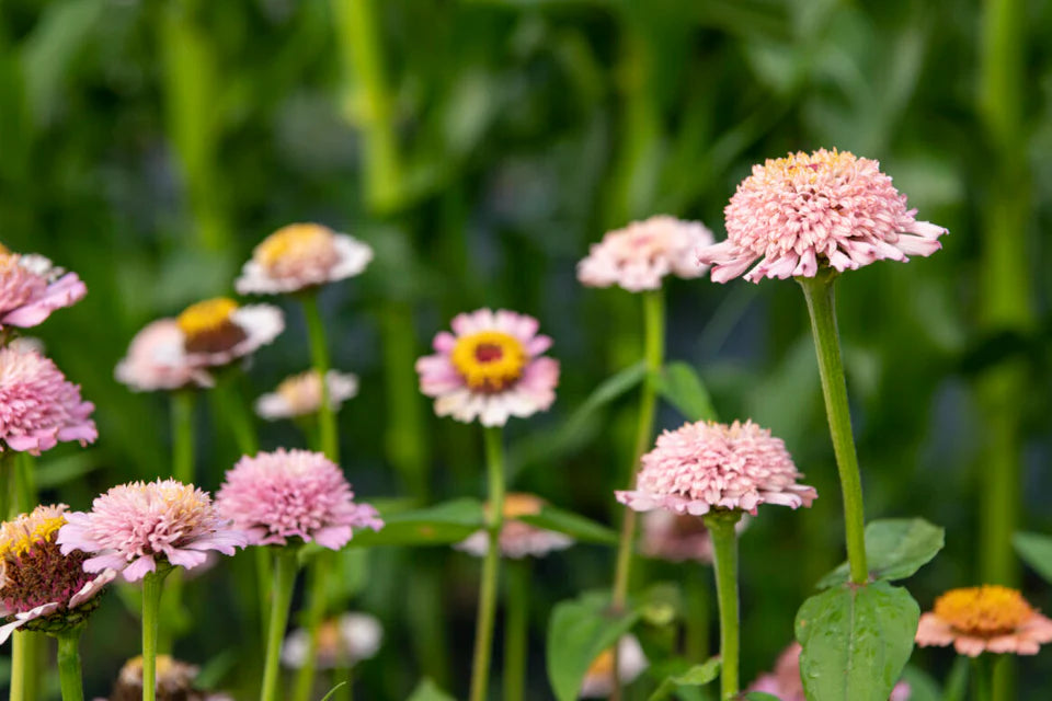 Zinnia Zinderella Lilac WCS Seeds