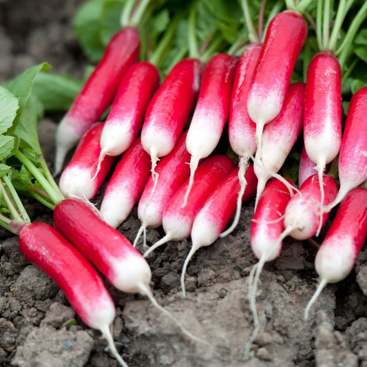 Radish Summer French Breakfast OSC seeds