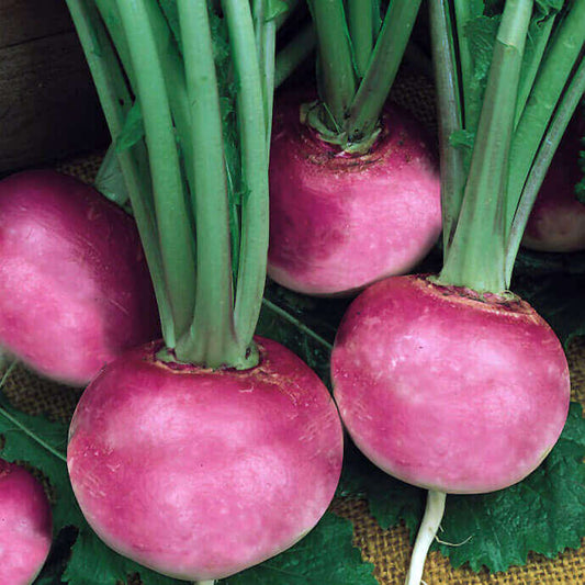 Radish Purple Plum OSC Seed