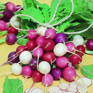 Radish Easter Egg Organic OSC Seed