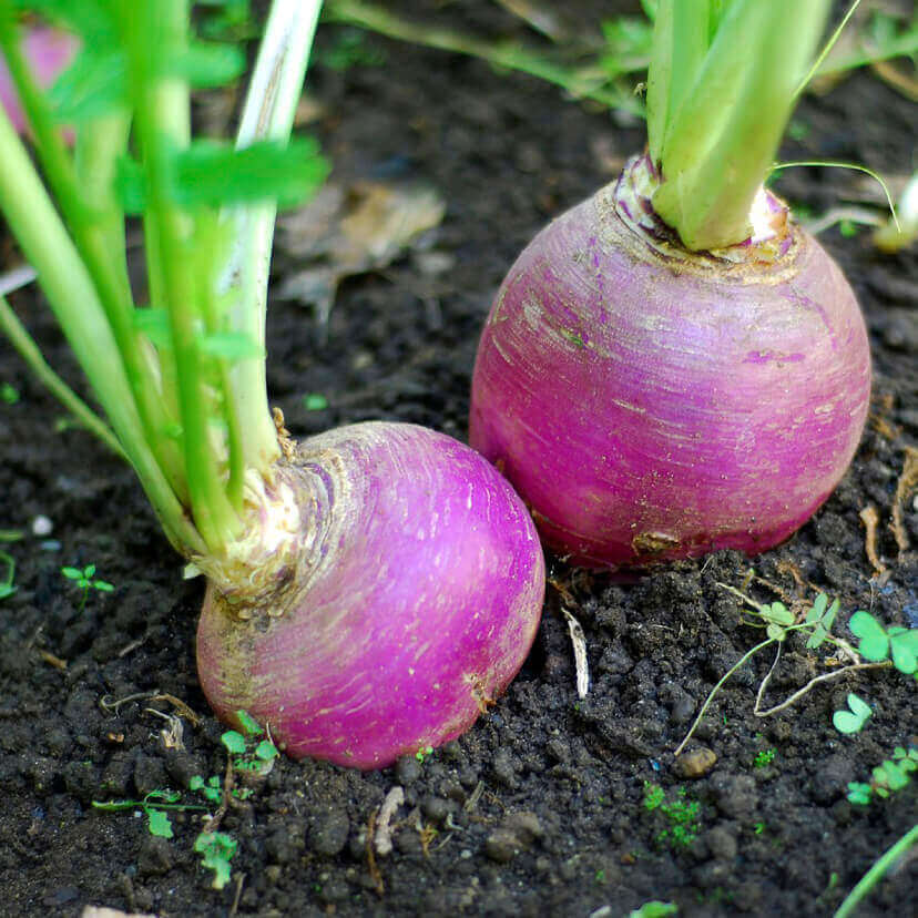 Turnip Purple Top White Globe OSC seeds