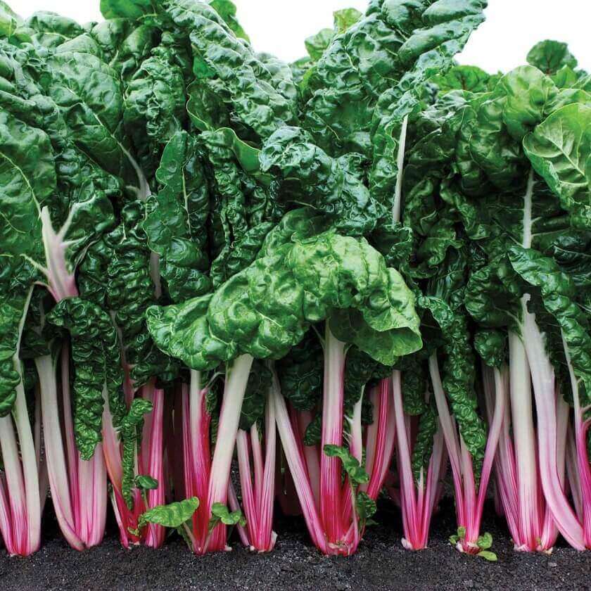 Swiss Chard Peppermint OSC Seed