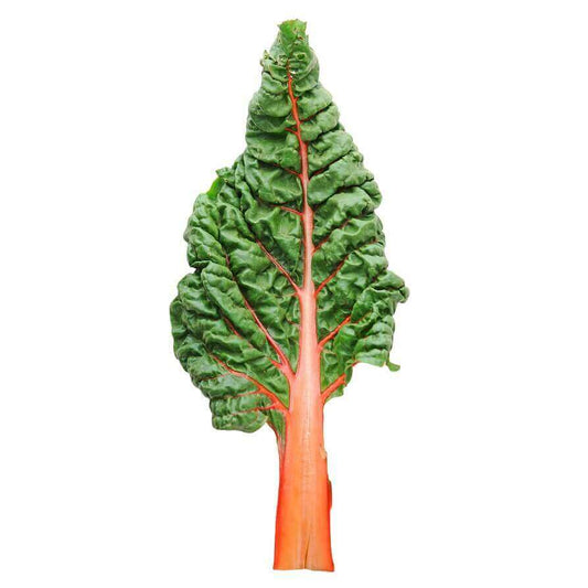 Swiss Chard Fantasia Orange OSC Seeds