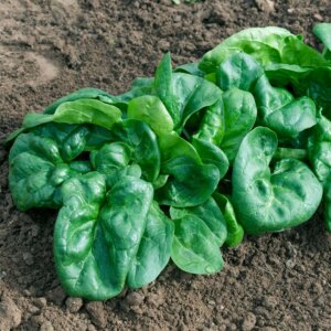 Spinach Bloomsdale Organic OSC Seed