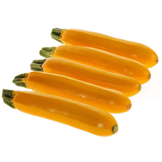 Squash Golden Zucchini Organic OSC Seed