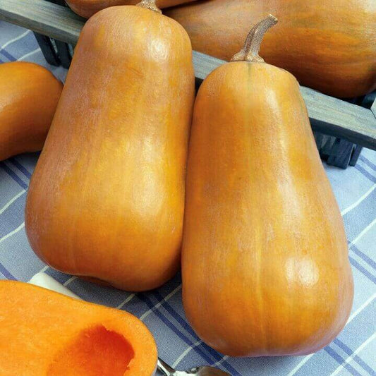 Squash Honey Baby Winter Hybrid OSC seeds