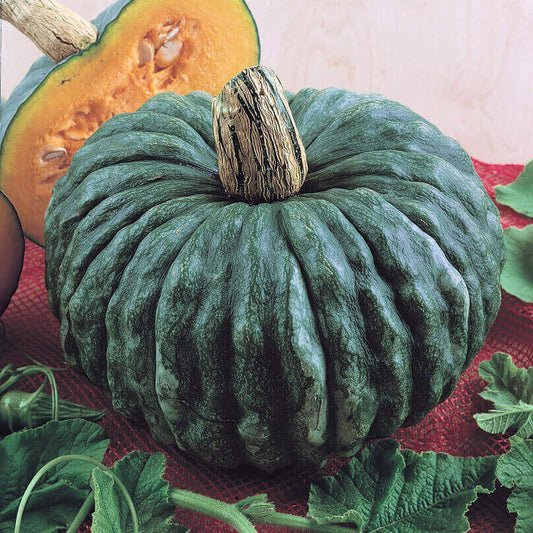 Squash Marina De Chioggia Winter OSC Seeds