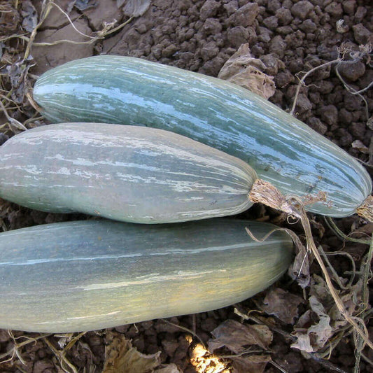 Squash Winter Guatemalan Blue OSC Seeds