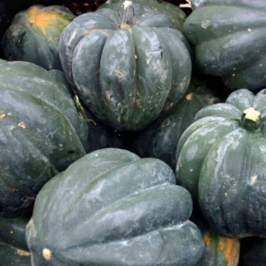 Squash Winter Table Queen or Acorn OSC Seeds