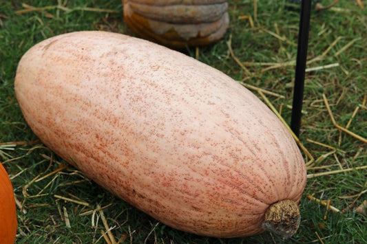 Squash Jumbo Pink Banana
