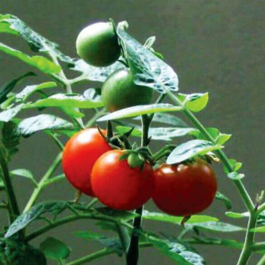 Tomato Tiny Tim OSC Seed