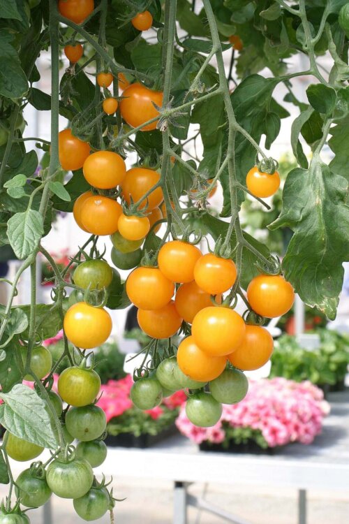 Tomatoes Yellow Tumbler OSC Seeds