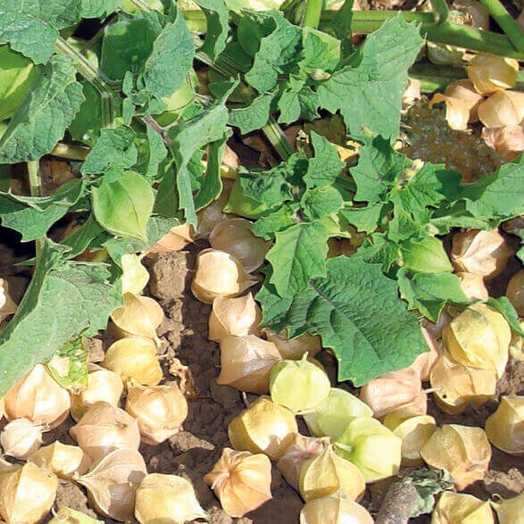 Tomato Ground Cherry Ground Husk OSC Seeds